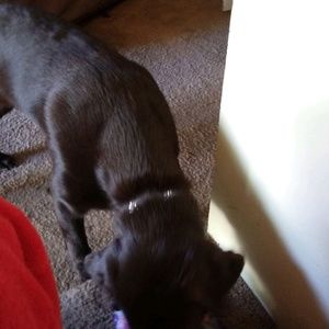 Meet your Posher, Peggy